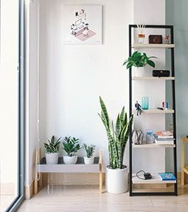 Plants for your apartment