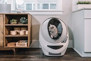 Pet Friendly Apartment Tips